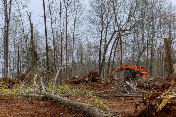 Best Tree Disease Treatment  in Langley, WA