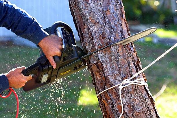 Best Stump Grinding and Removal  in Langley, WA