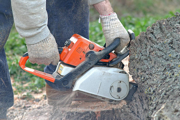 Best Lawn Renovation and Restoration  in Langley, WA