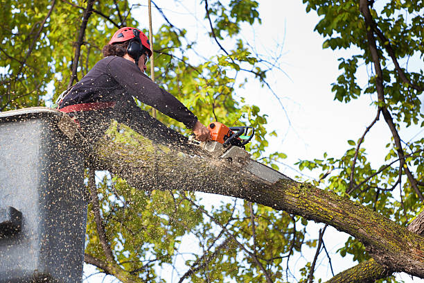 Best Leaf Removal  in Langley, WA