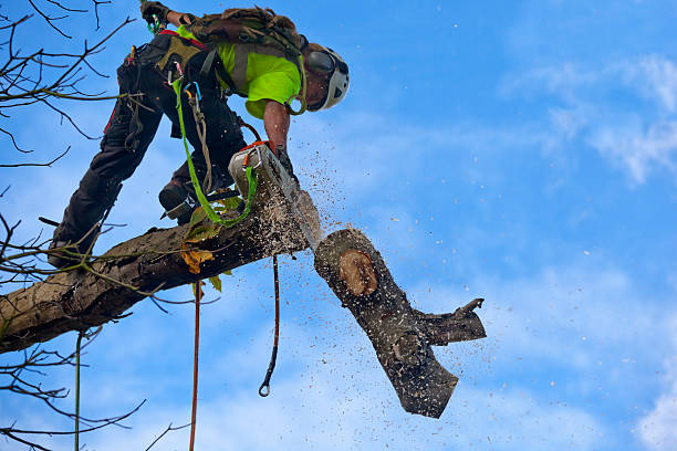 Lawn Pest Prevention in Langley, WA